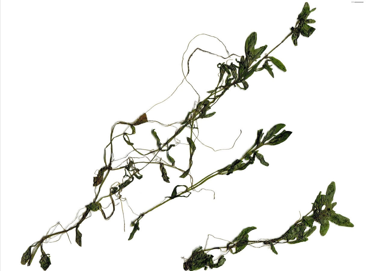 Callitriche platycarpa (Plantaginaceae)